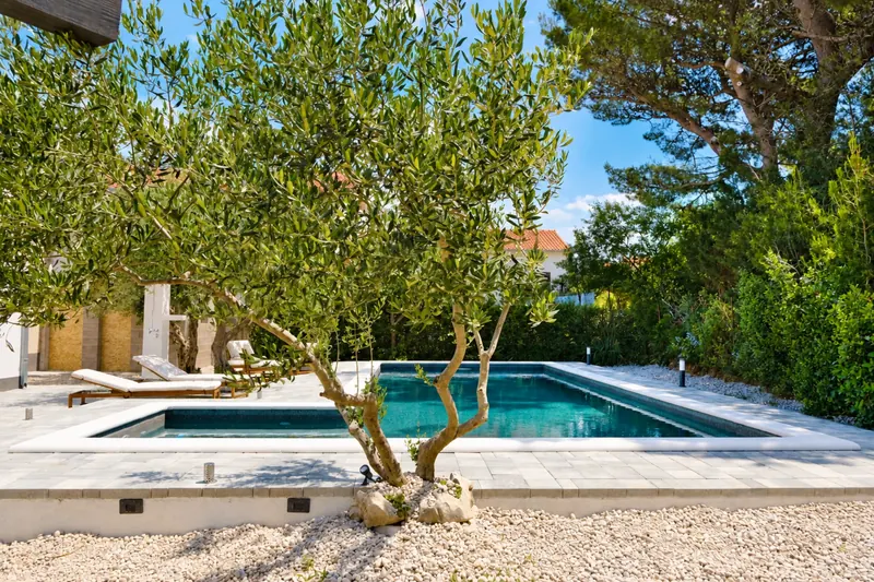 Olive tree beside the pool and terrace
